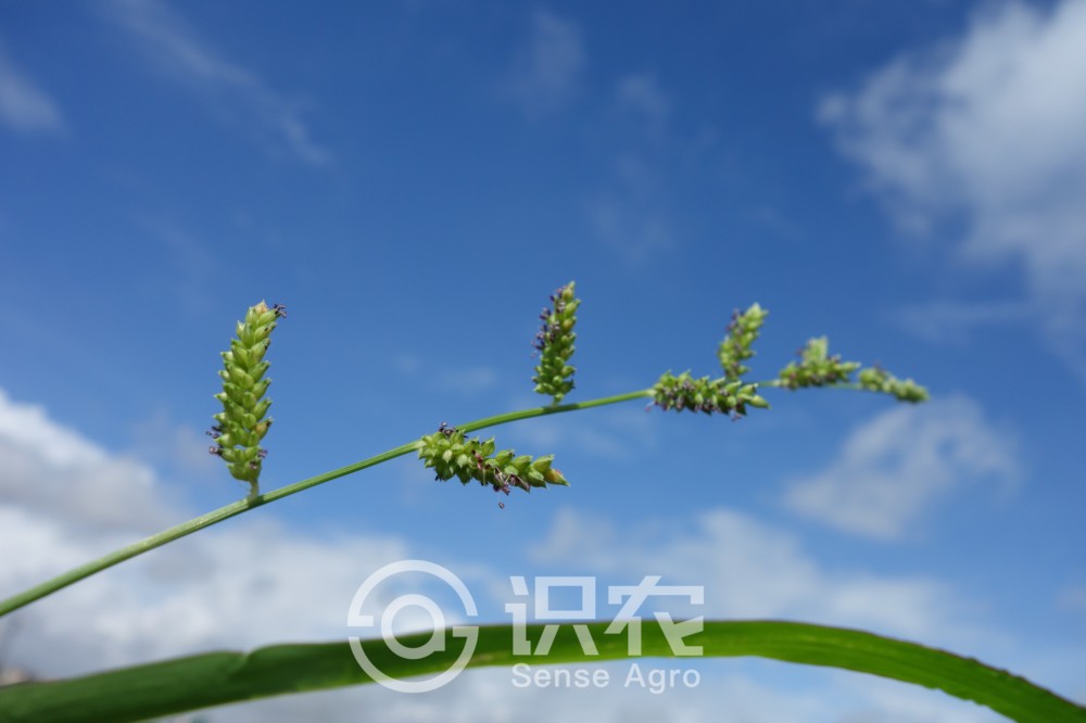 柑橘黄叶症状示例2