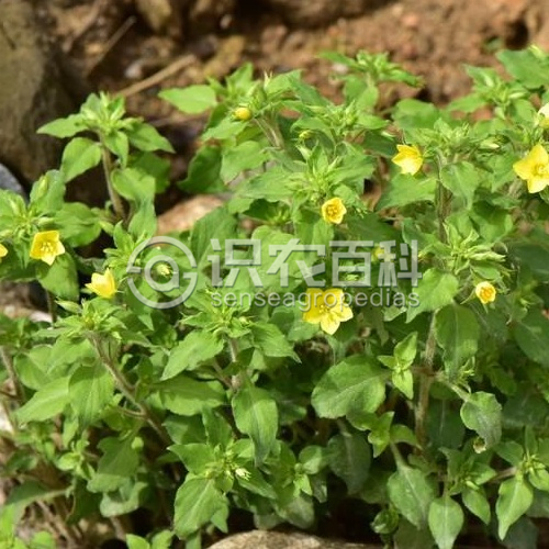 柑橘黄叶症状示例1