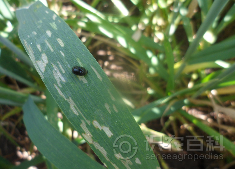 柑橘黄叶症状示例3