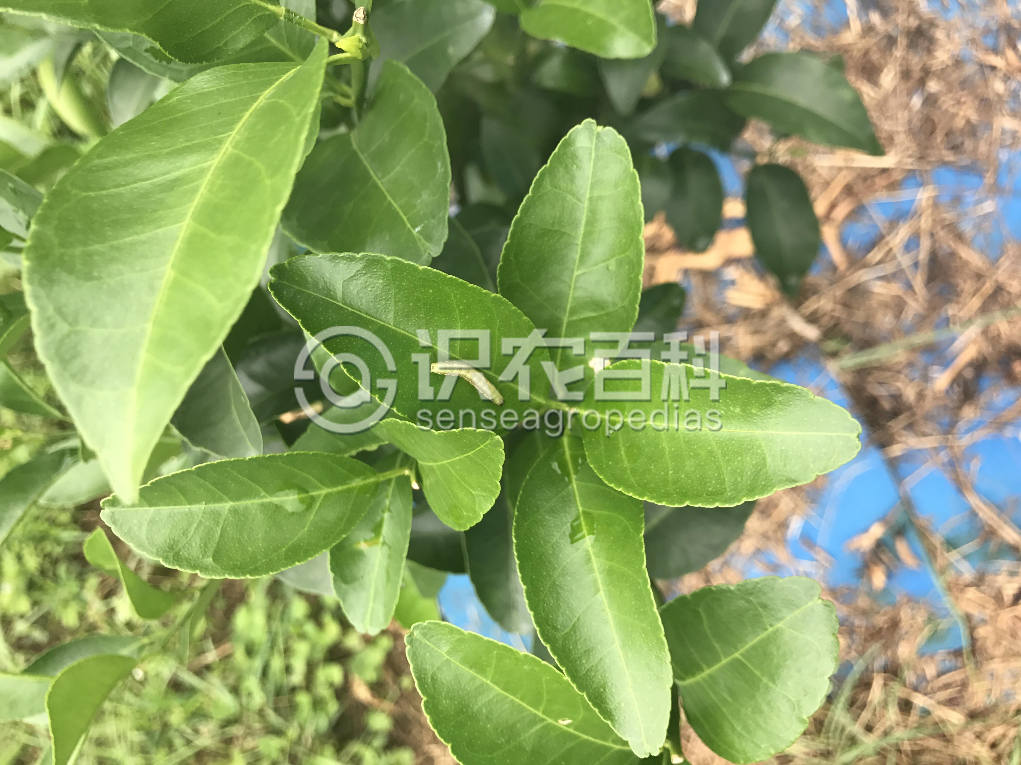 柑橘黄叶症状示例3