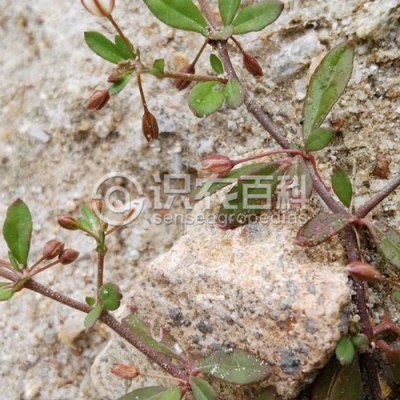 长梗星粟草