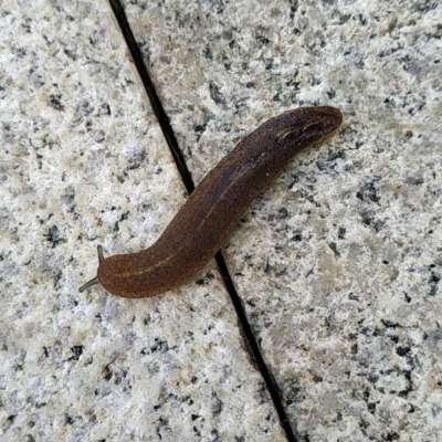 蛞蝓