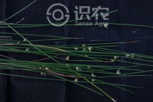柑橘黄叶症状示例0