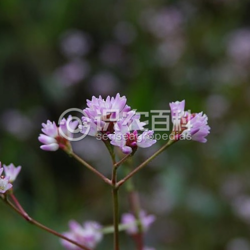 柑橘黄叶症状示例4