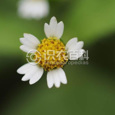 粗毛牛膝菊