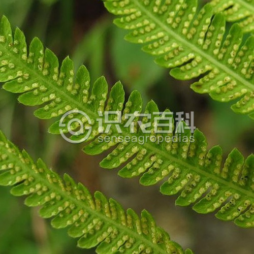 柑橘黄叶症状示例4