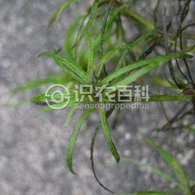 小茨藻