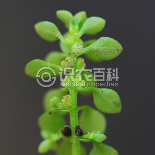 柑橘黄叶症状示例3