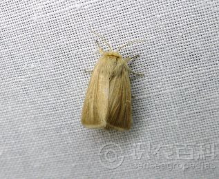 柑橘黄叶症状示例1