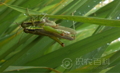 水稻中华稻蝗