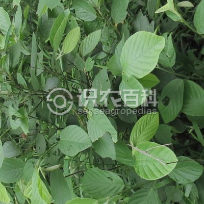 大叶山蚂蝗