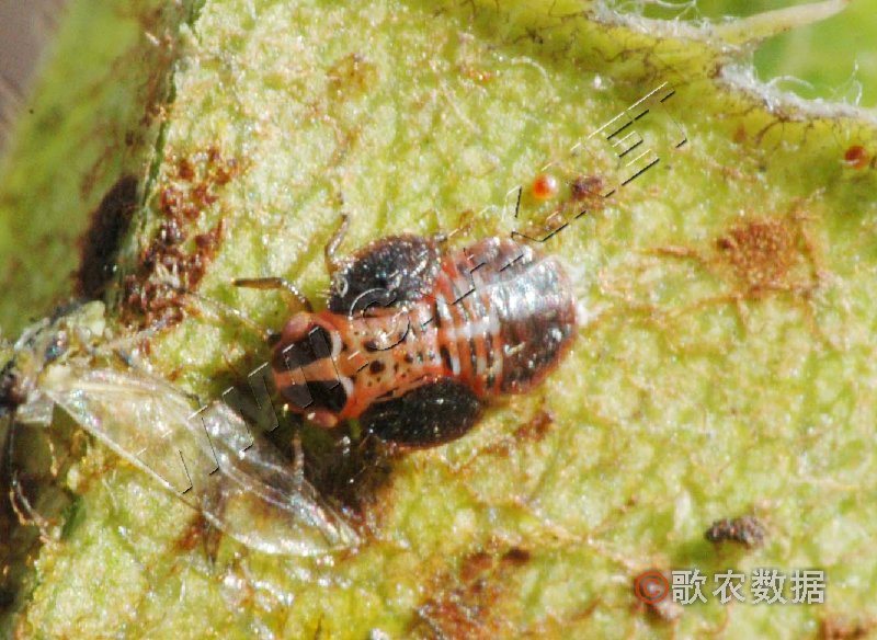 柑橘黄叶症状示例0