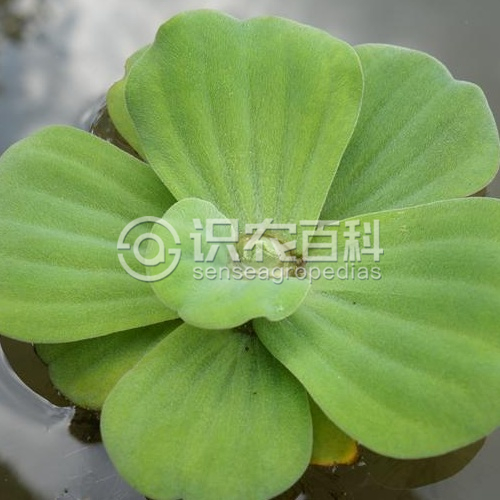 柑橘黄叶症状示例1