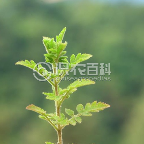 柑橘黄叶症状示例2