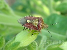 柑橘黄叶症状示例0