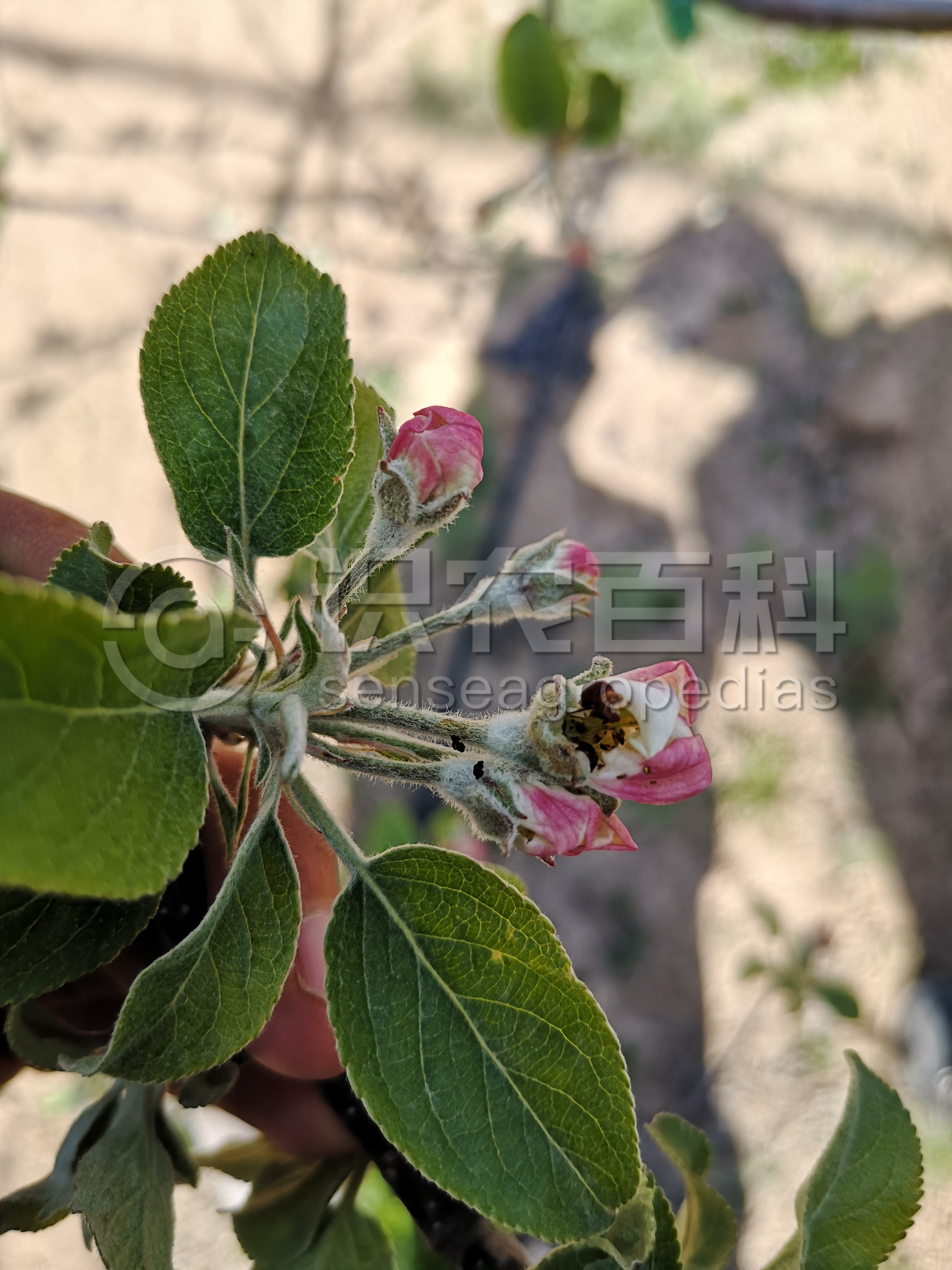 柑橘黄叶症状示例1