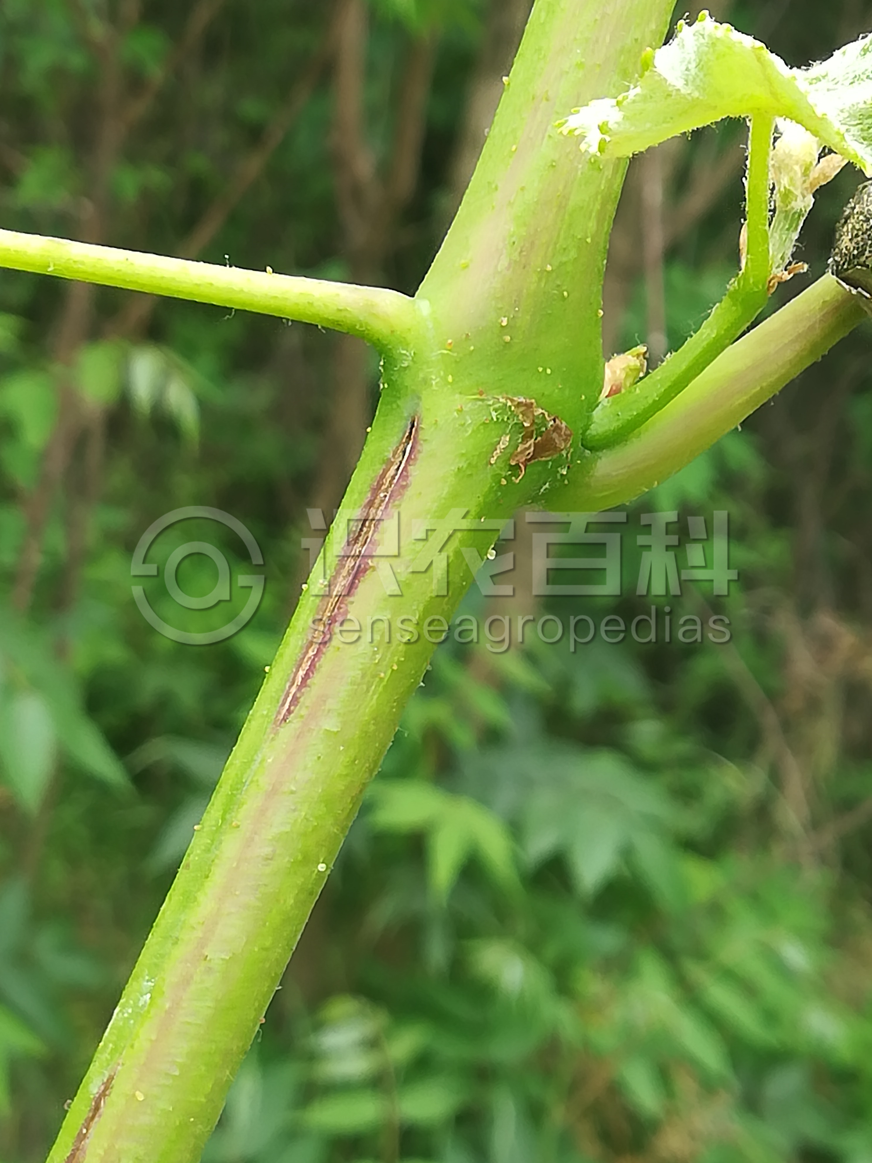 柑橘黄叶症状示例4