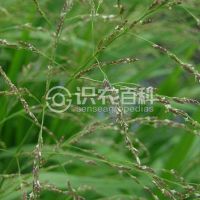 柑橘黄叶症状示例0