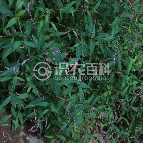 柑橘黄叶症状示例1