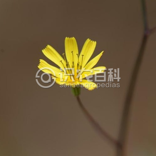 柑橘黄叶症状示例3