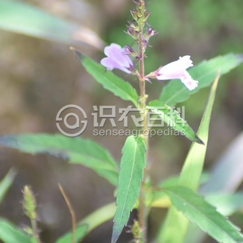 柑橘黄叶症状示例2