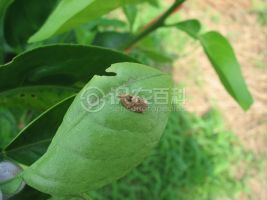 柑橘黄叶症状示例0