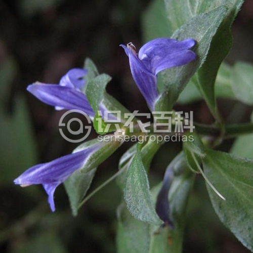 柑橘黄叶症状示例4