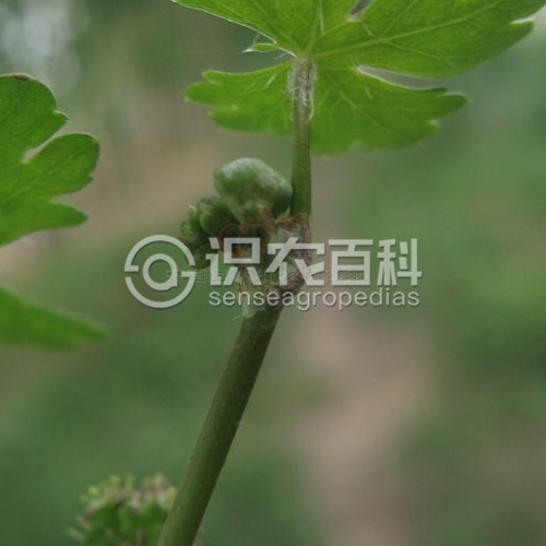 柑橘黄叶症状示例3