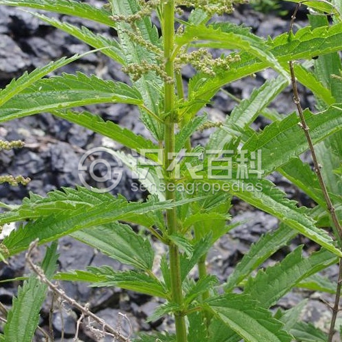 柑橘黄叶症状示例1