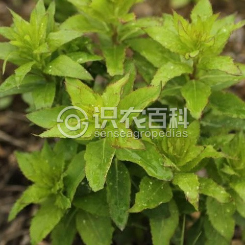 柑橘黄叶症状示例3