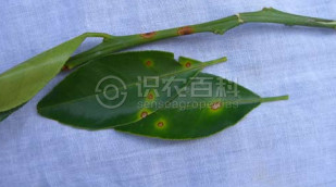 柑橘黄叶症状示例2
