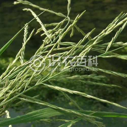 柑橘黄叶症状示例2