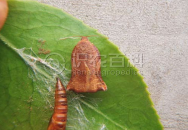 柑橘黄叶症状示例1