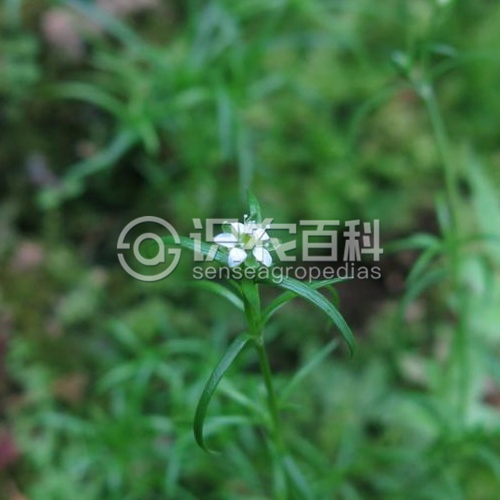 柑橘黄叶症状示例2