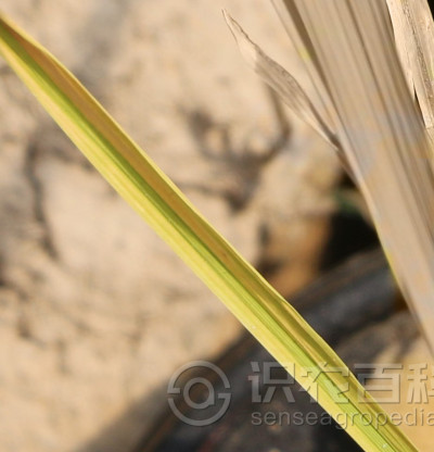 水稻缺镁
