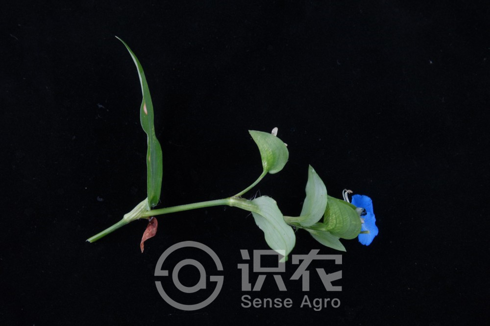 柑橘黄叶症状示例2