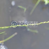 柑橘黄叶症状示例0