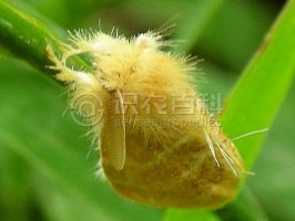 柑橘黄叶症状示例0