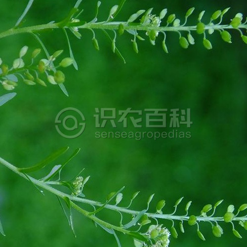 柑橘黄叶症状示例3
