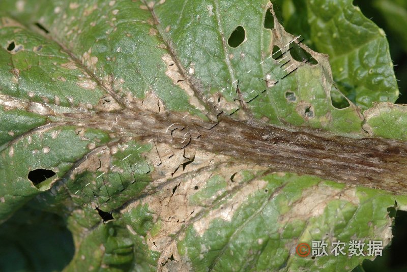 柑橘黄叶症状示例2