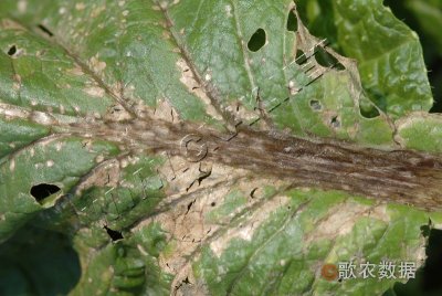 大白菜细菌性褐斑病