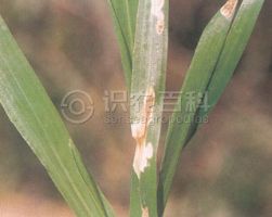 柑橘黄叶症状示例0