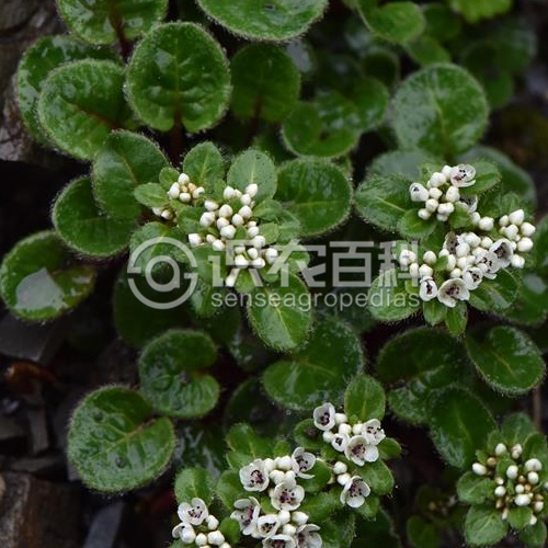 柑橘黄叶症状示例3