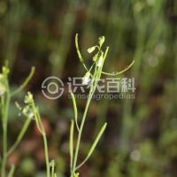 柑橘黄叶症状示例0