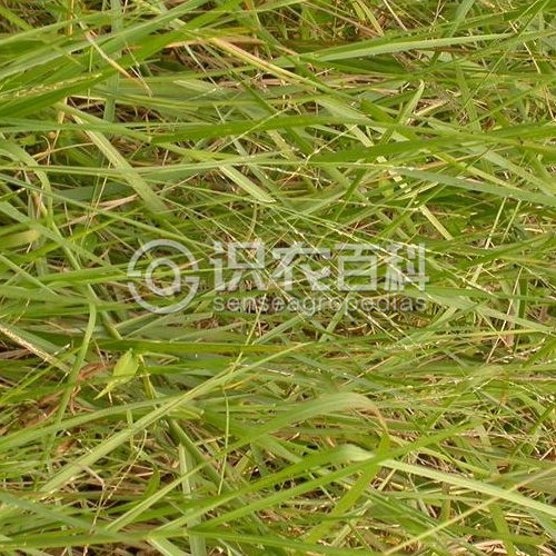柑橘黄叶症状示例3