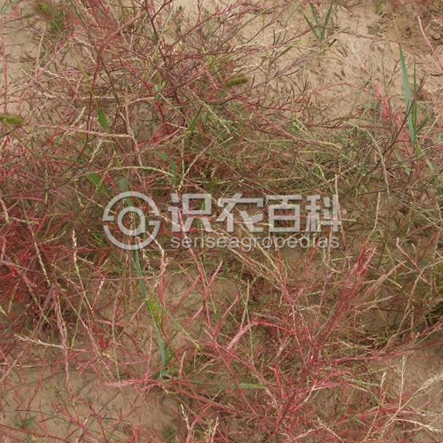 柑橘黄叶症状示例1