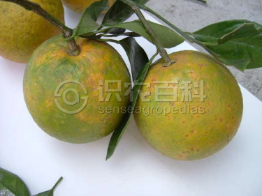 柑橘黄叶症状示例4