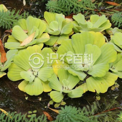 大薸