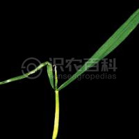 柑橘黄叶症状示例2