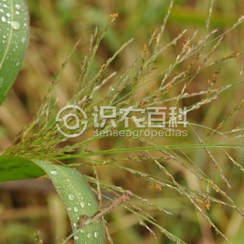 柑橘黄叶症状示例1